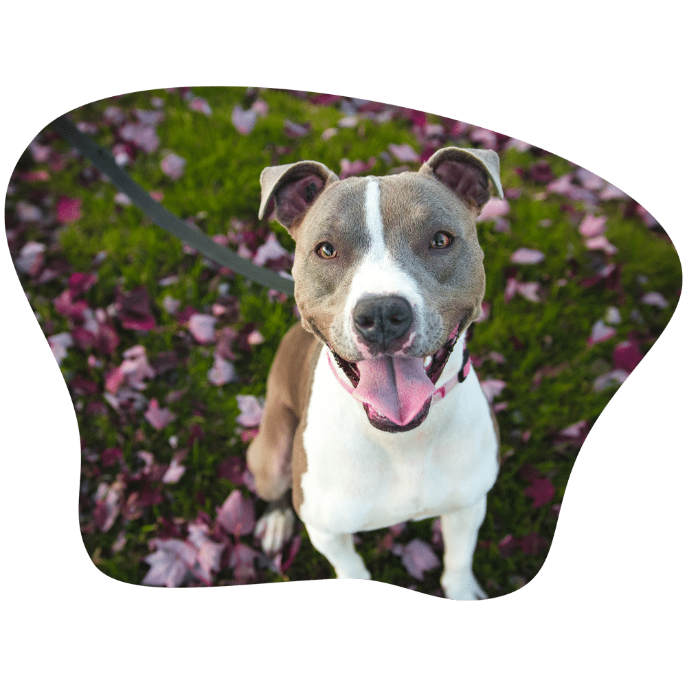 Bild eines American Staffordshire Terrier an der Leine, der freudig in die Kamera schaut.
