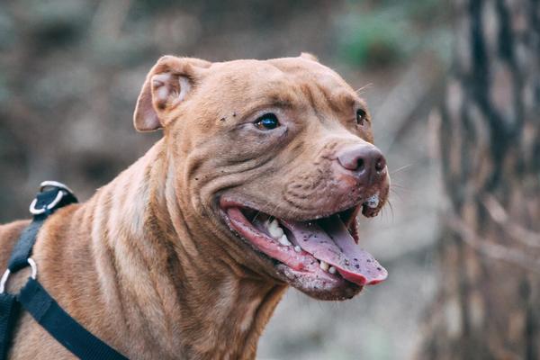 Bild eines American Bulldog als Titelbild für das Rasseporträt