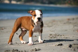 Bild eines American Pitbull Terrier Welpen am Strand